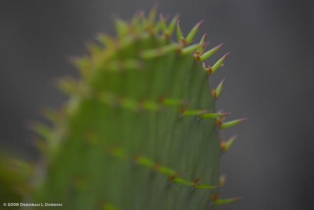 Opuntia_2